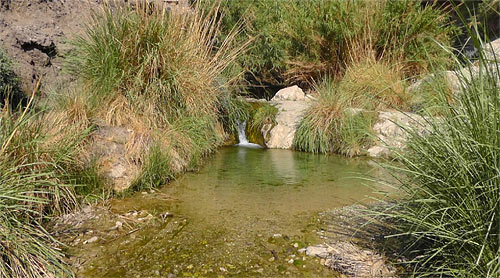 oasis de Ein Gedi